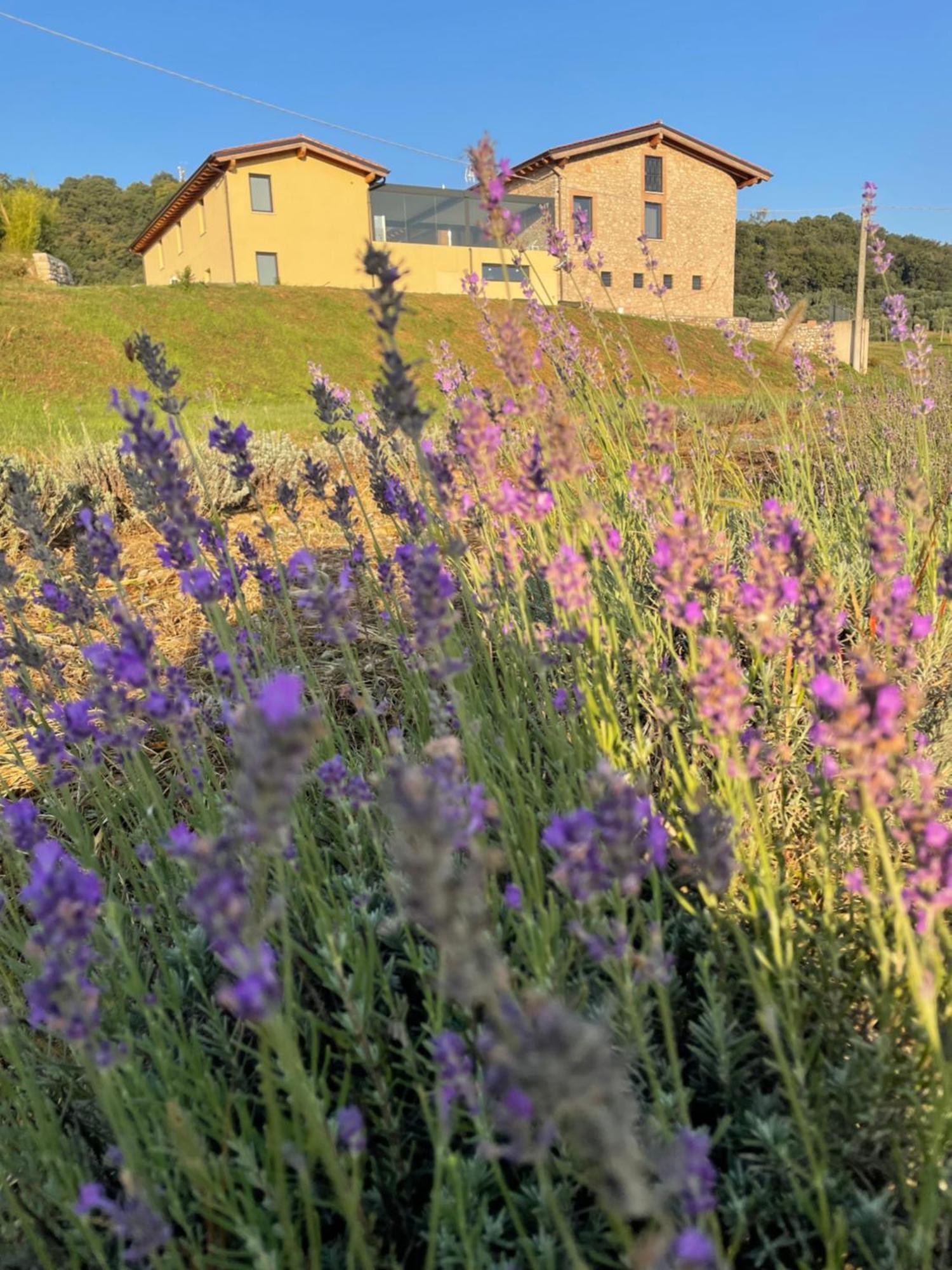 Agriturismo Al Mancino Lonato Exteriör bild